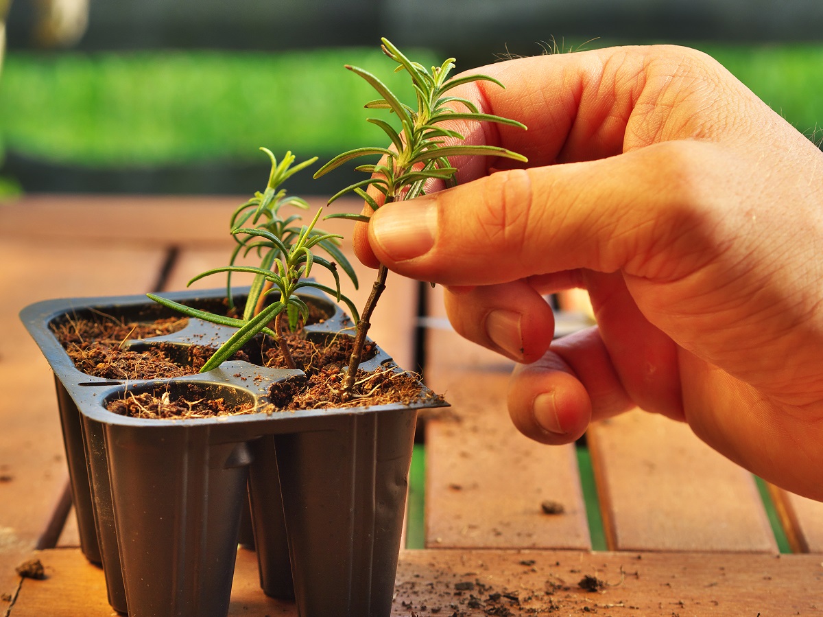 person placing a plant into a recycled material