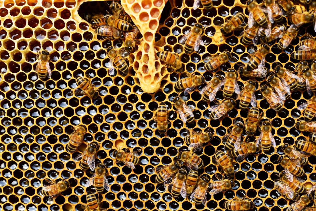 close up photo of a bee hive